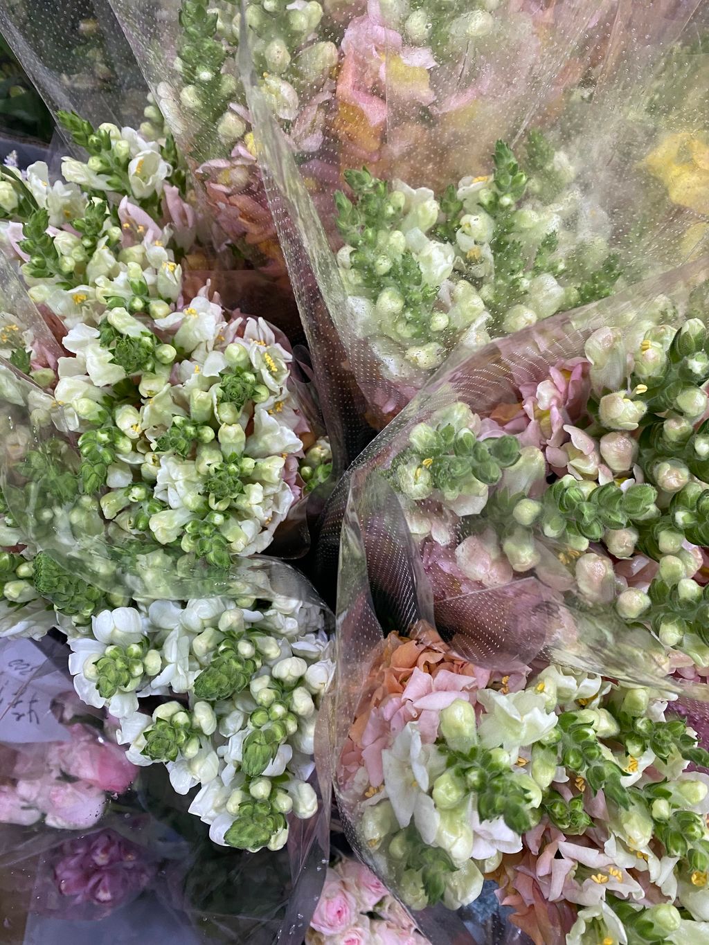 IMG_9862-1734601356424