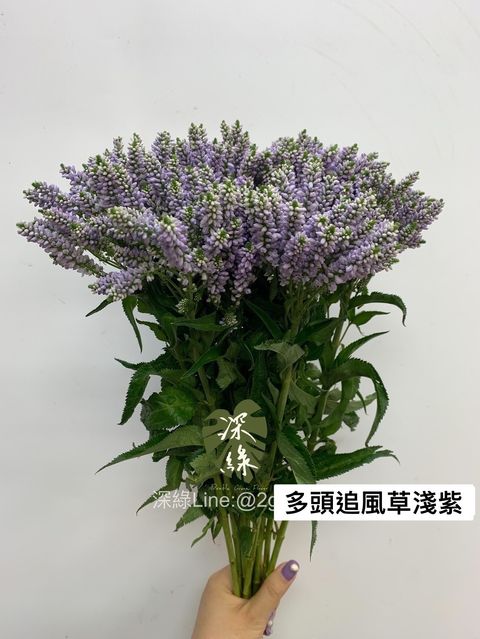 S__29040681