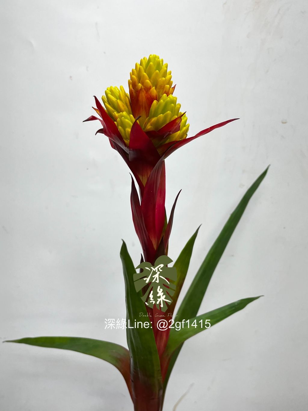 eZy Watermark_23-12-2024_12-50-29-9620下午-1734929515415