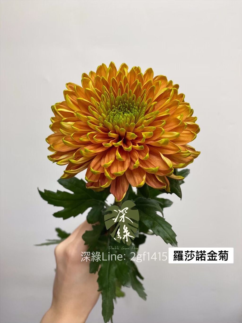 BB6643FF-7B29-41BE-8EB0-CED9D88C5194-1735013153788