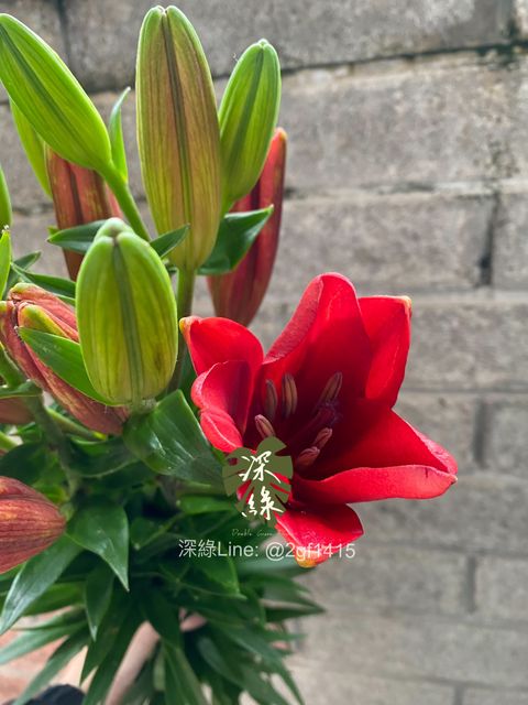 eZy Watermark_24-12-2024_06-07-05-5020下午-1735035305326