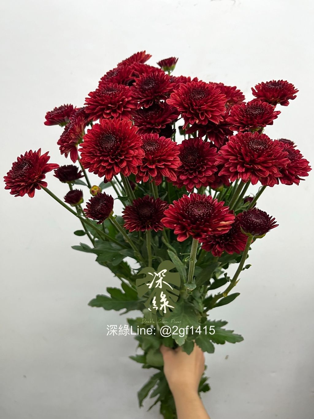 IMG_1595-1735014979919