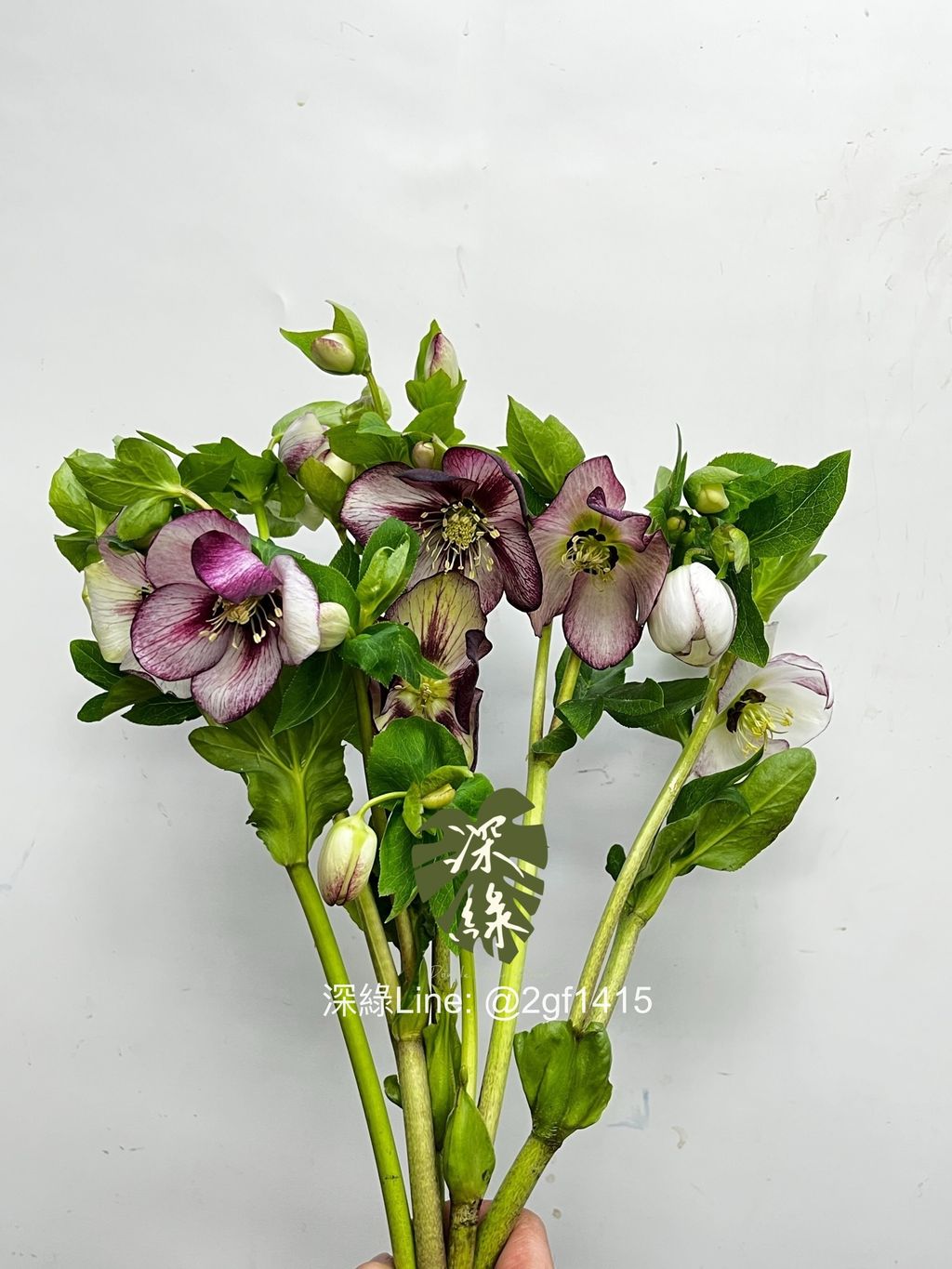 eZy Watermark_26-12-2024_01-06-16-8050下午-1735189858879