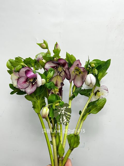 eZy Watermark_26-12-2024_01-06-16-8050下午-1735189858879