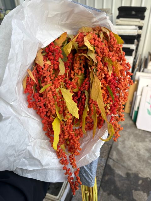 IMG_1319-1735204688293