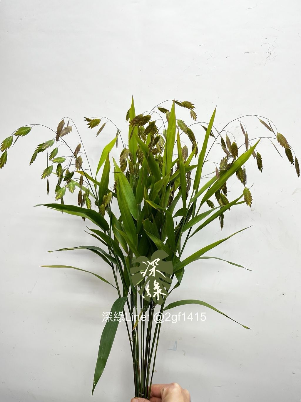 IMG_2024-1735369001606