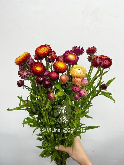 IMG_2022-1735351302702