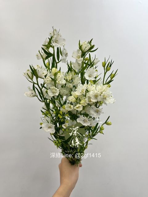 S__4620335