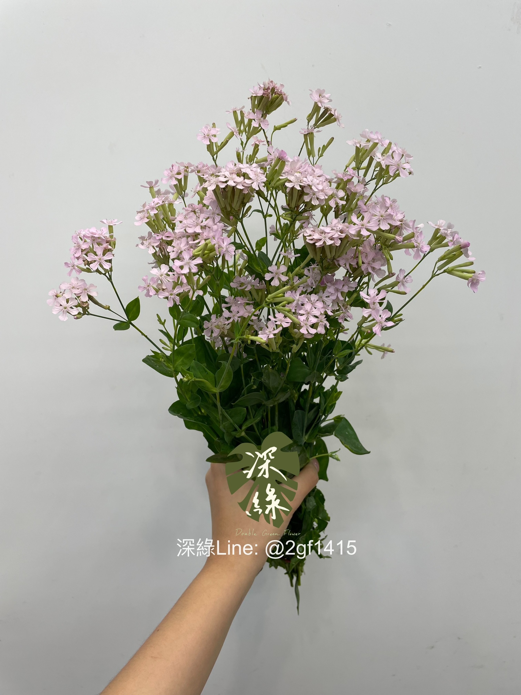 高雄] 小町草– 深綠花卉