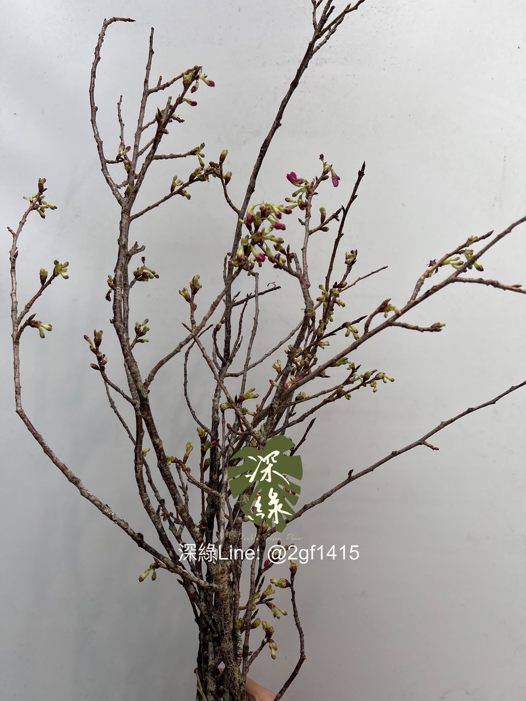 eZy Watermark_31-12-2024_12-58-58-8090下午-1735622029357