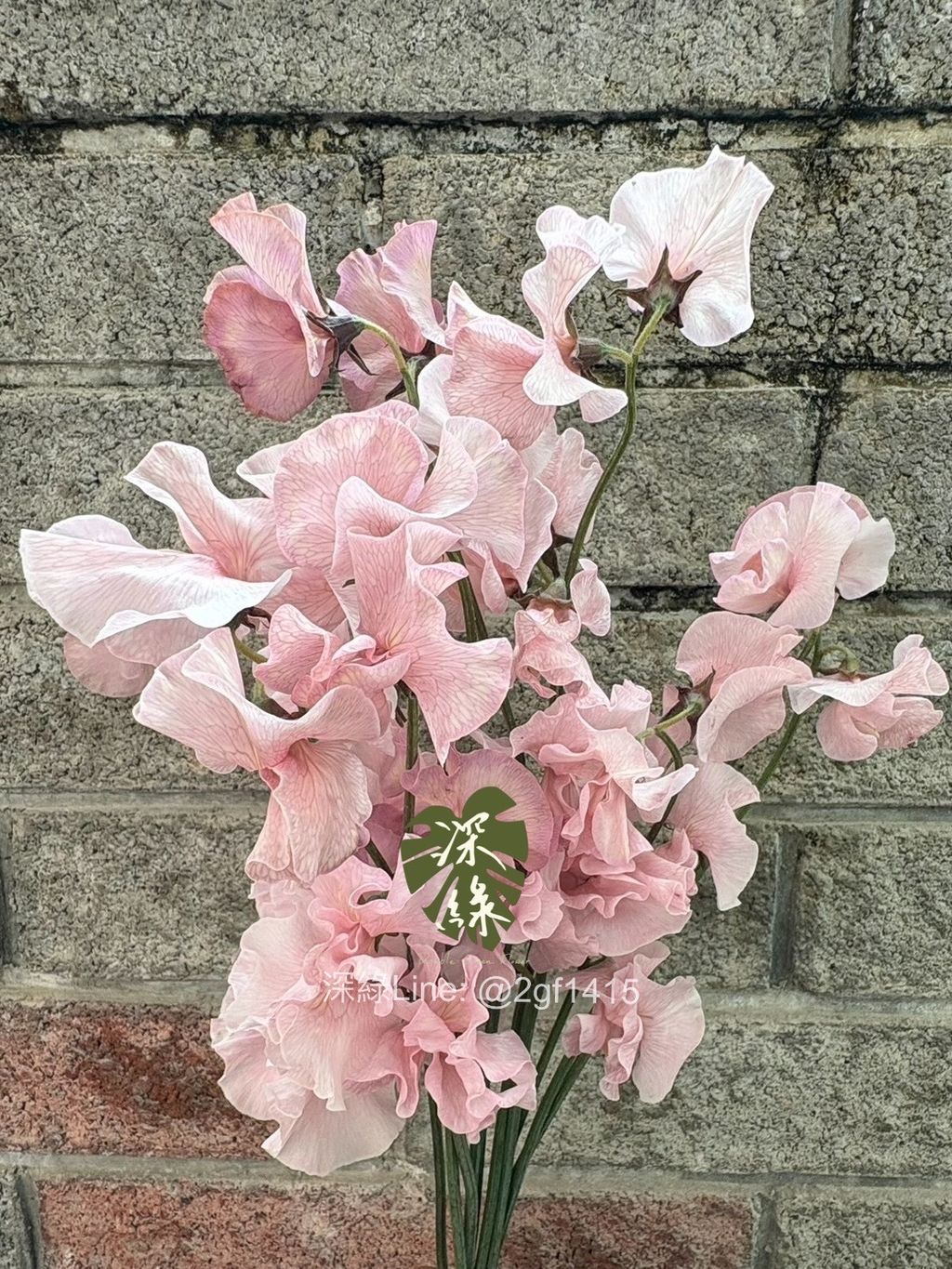 IMG_0046-1735622063010