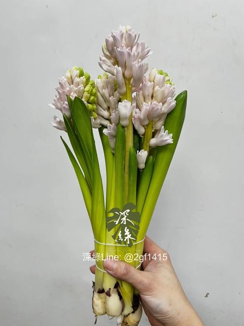 messageImage_1735750528165