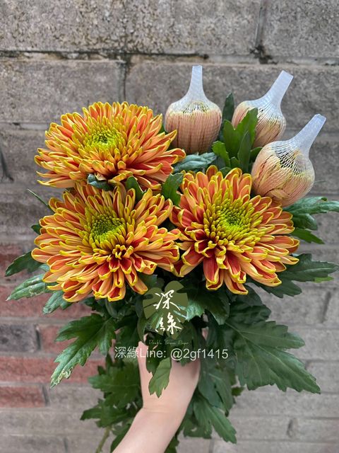 S__33046547_0 - 複製