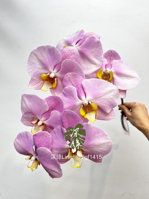 eZy Watermark_04-01-2025_07-25-07-9890上午-1735946808687