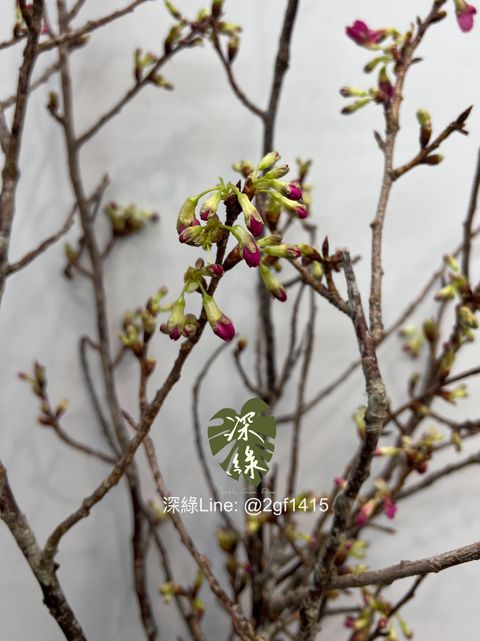 eZy Watermark_31-12-2024_12-58-58-3190下午-1735622029360