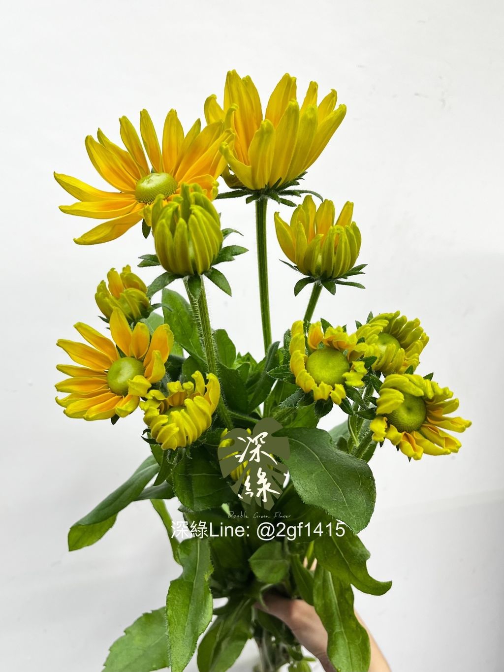 IMG_2289-1736138666051