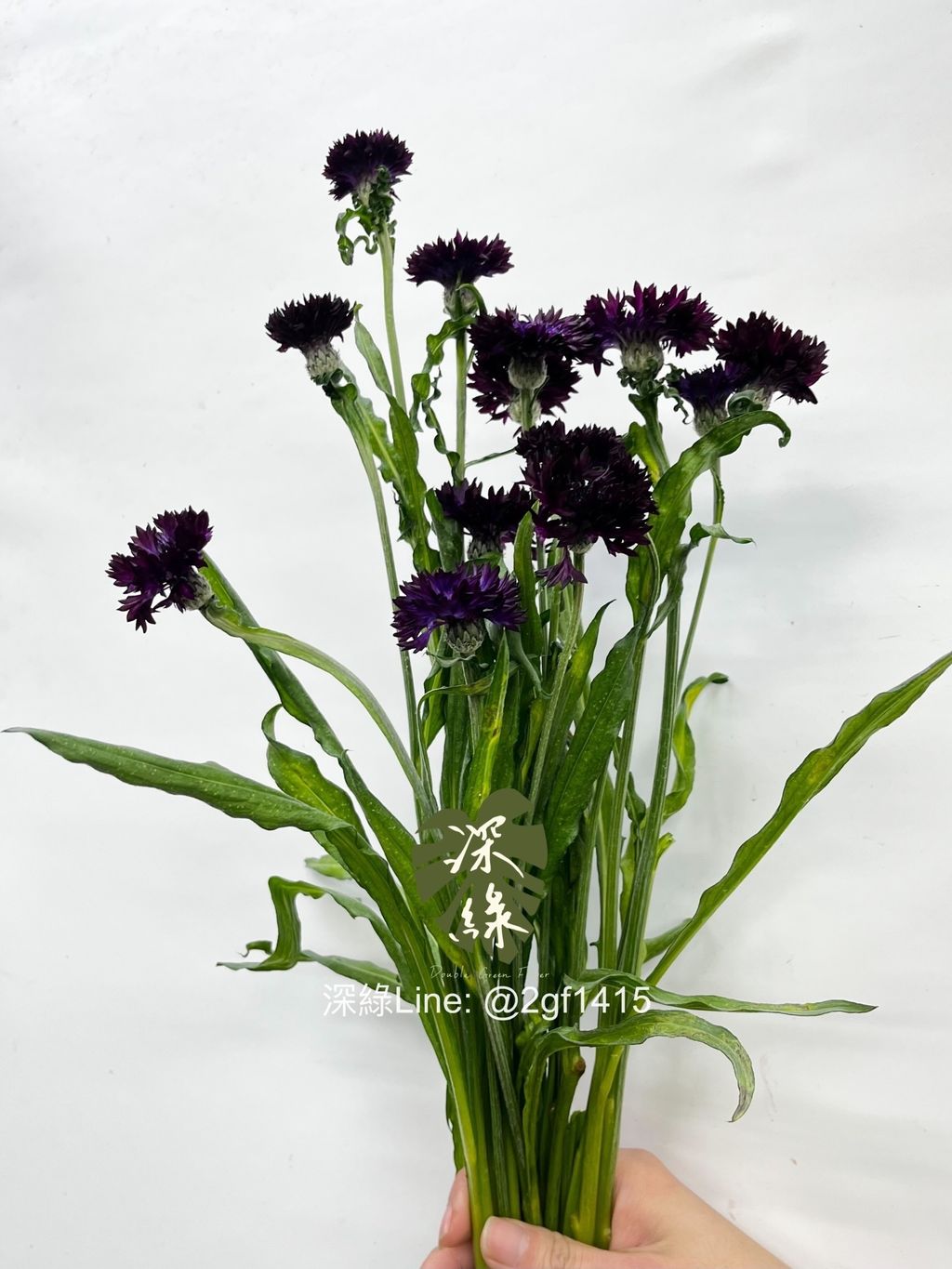 IMG_2292-1736138962617