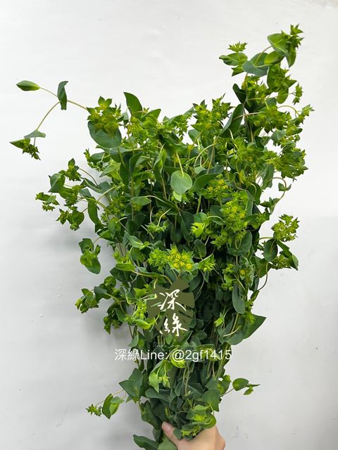 IMG_2294-1736139115634