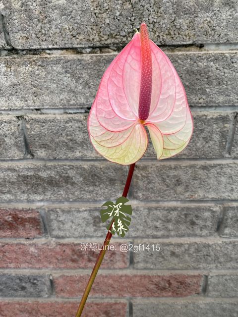 S__33202204