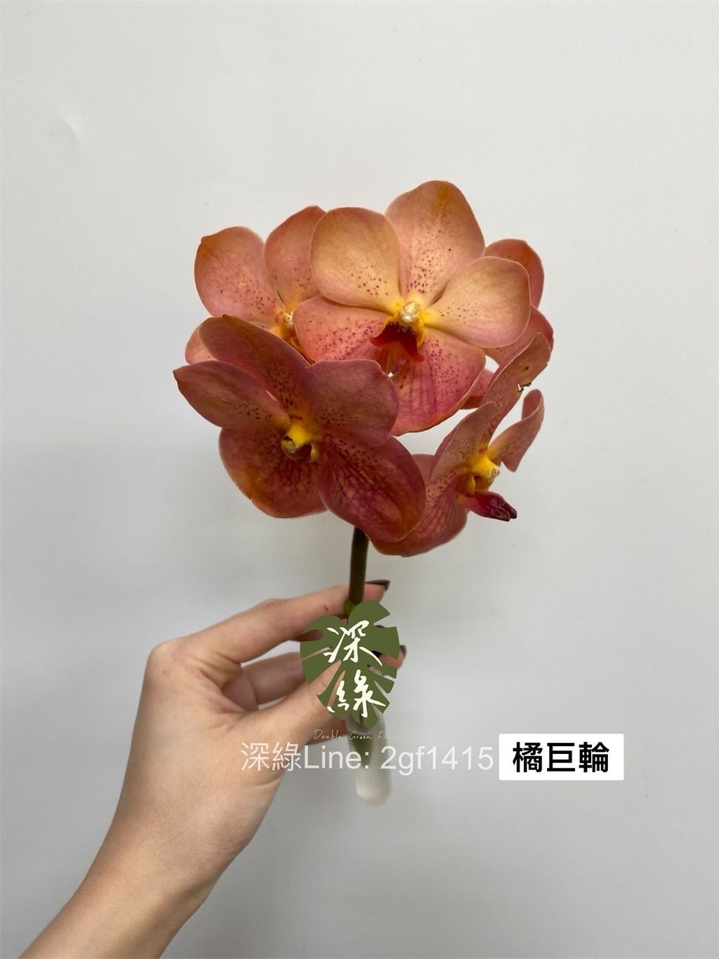 IMG_1942-1736223250030