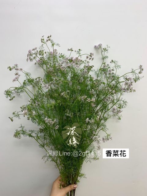 IMG_3412-1708036352010