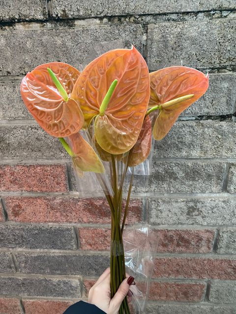 IMG_8775-1736242766976