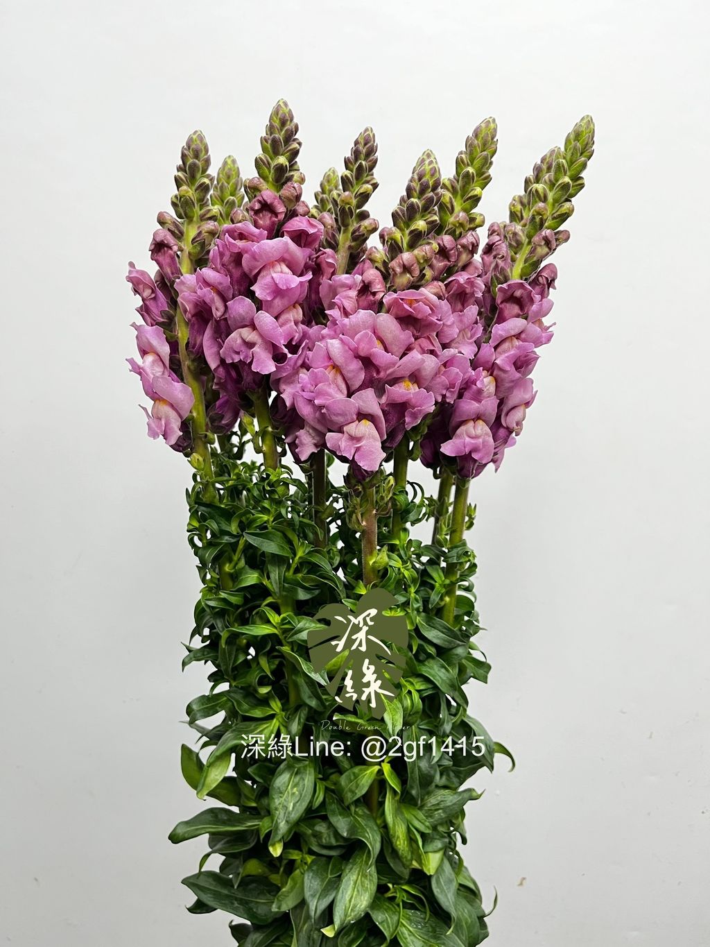 IMG_2819-1736915065371