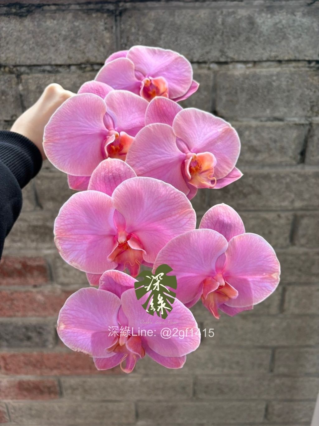 eZy Watermark_16-01-2025_06-28-51-7960下午-1737023810529