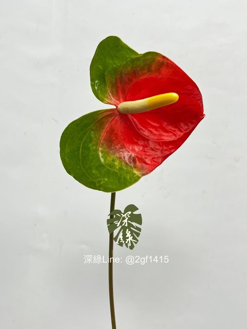 IMG_2892-1737352469277