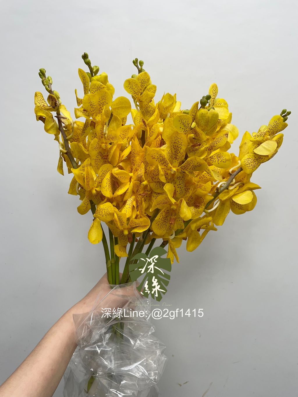 eZy Watermark_21-01-2025_03-05-00-7400下午-1737443252523