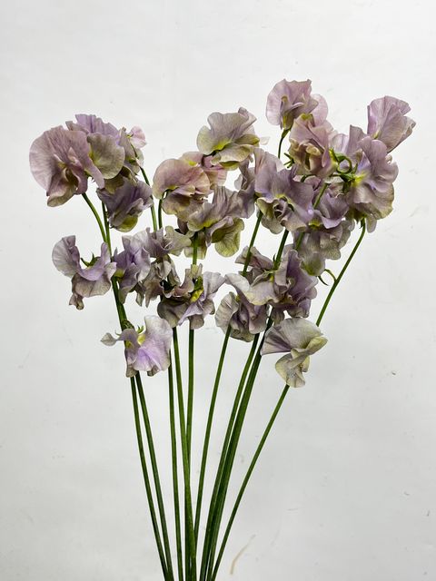 IMG_2121-1735532749074