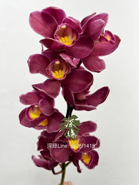 IMG_1740-1734495786982