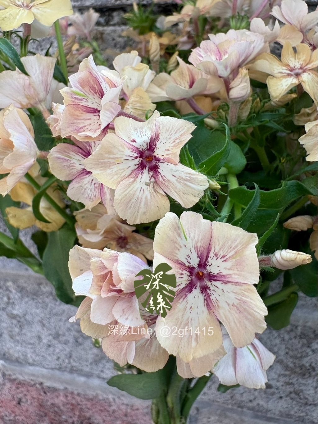 eZy Watermark_05-02-2025_05-54-01-7690下午-1738749283233