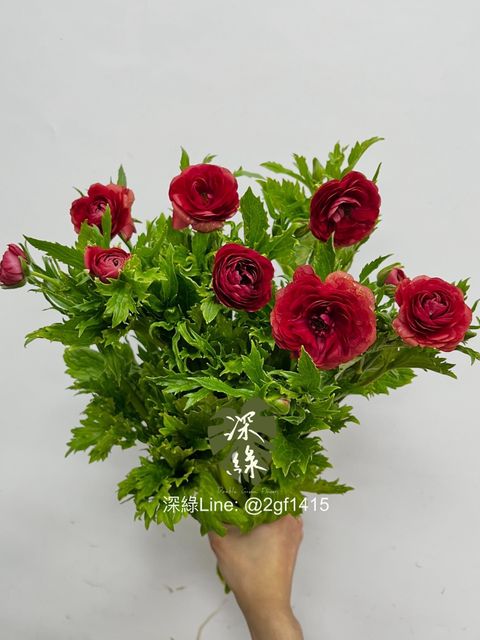 IMG_3287-1738901465069