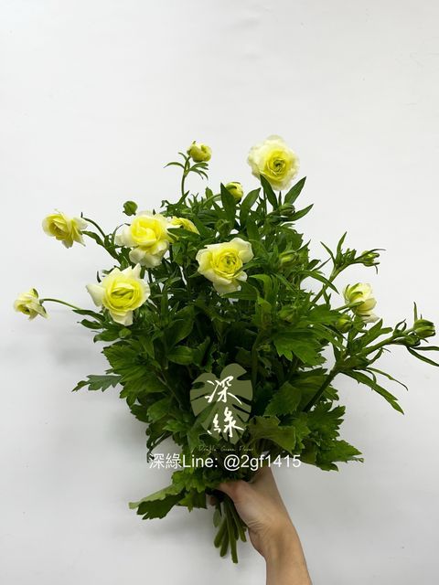 IMG_3286-1738901910532