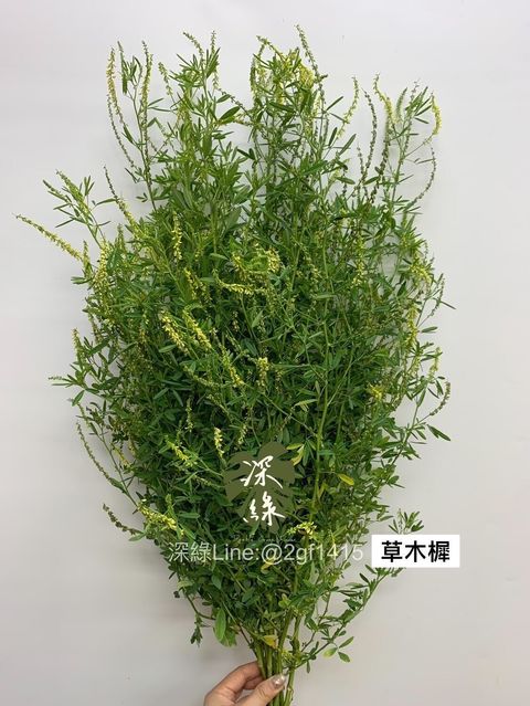 LINE_ALBUM_葉材_240406_16