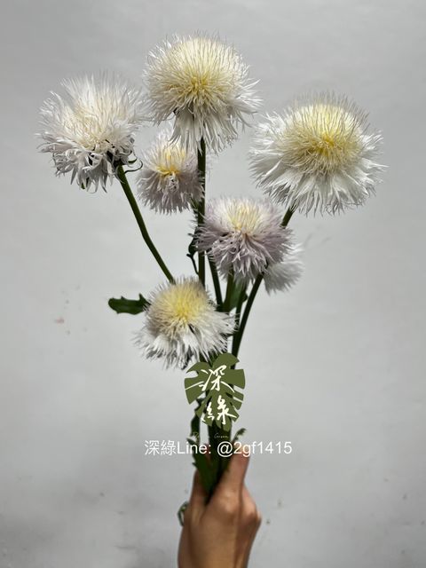 IMG_3415-1739249046790