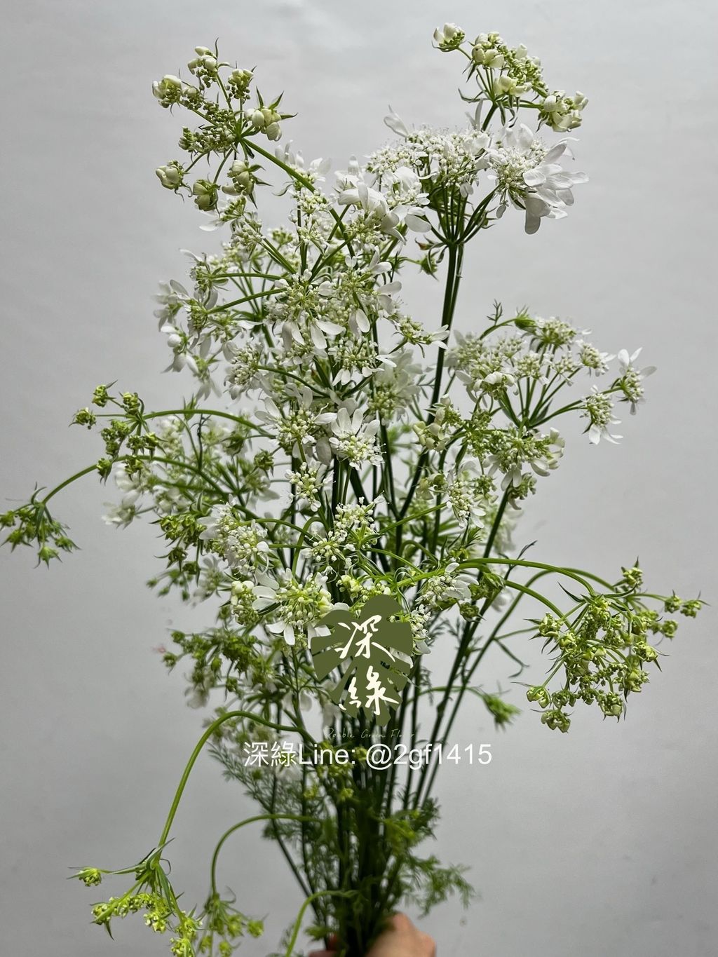 IMG_0594-1739249237808