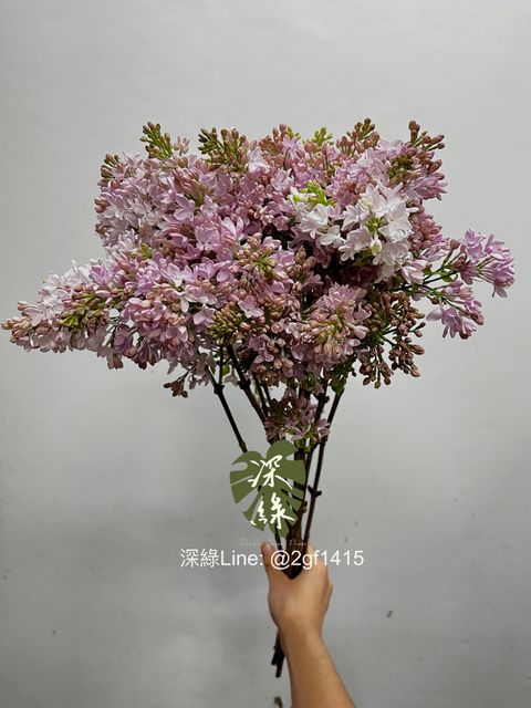 IMG_3417-1739249248353