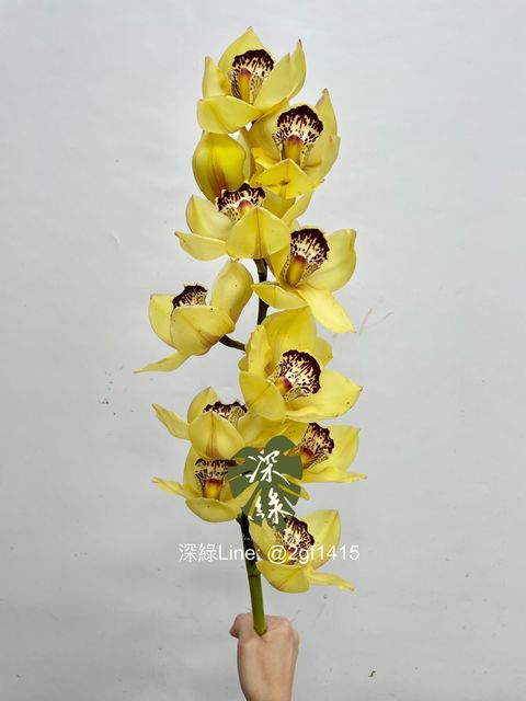 IMG_0678-1739686161491