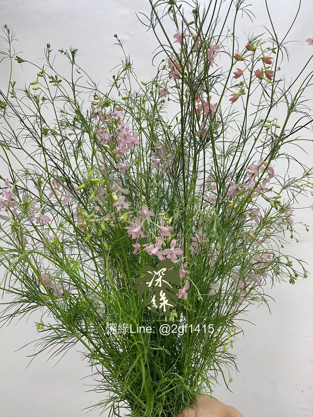 eZy Watermark_07-02-2025_10-41-13-9720上午-1738896437094