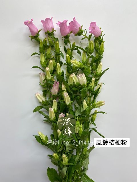 A34E384E-1778-4A1D-9EF7-D321C061D109