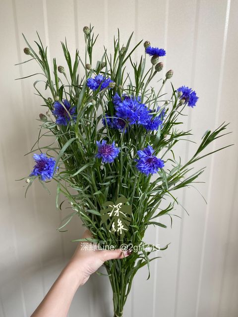 eZy Watermark_20-02-2025_06-15-10-2150下午-1740046547183