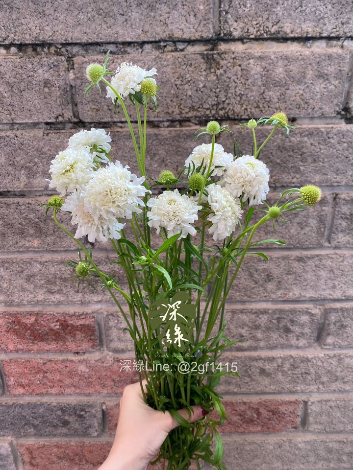 eZy Watermark_20-02-2025_06-15-11-7060下午-1740046700739