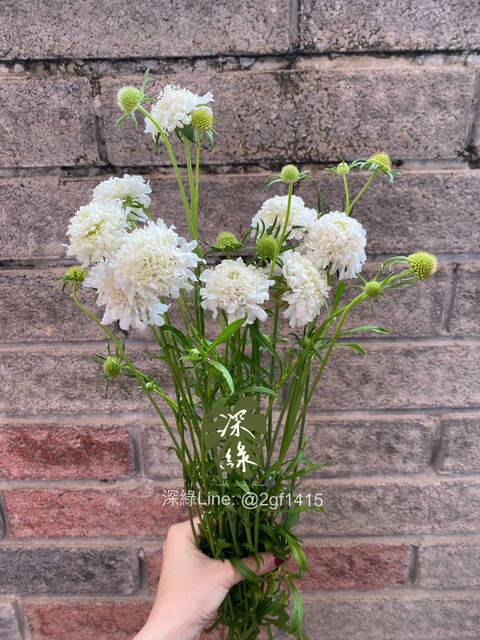 eZy Watermark_20-02-2025_06-15-11-7060下午-1740046730543