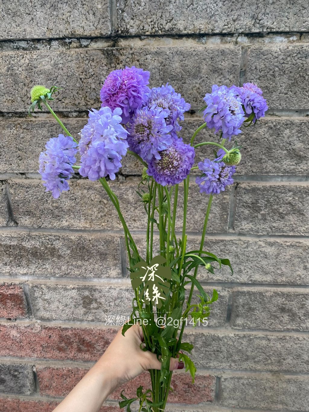 eZy Watermark_20-02-2025_06-15-12-4640下午-1740046795231