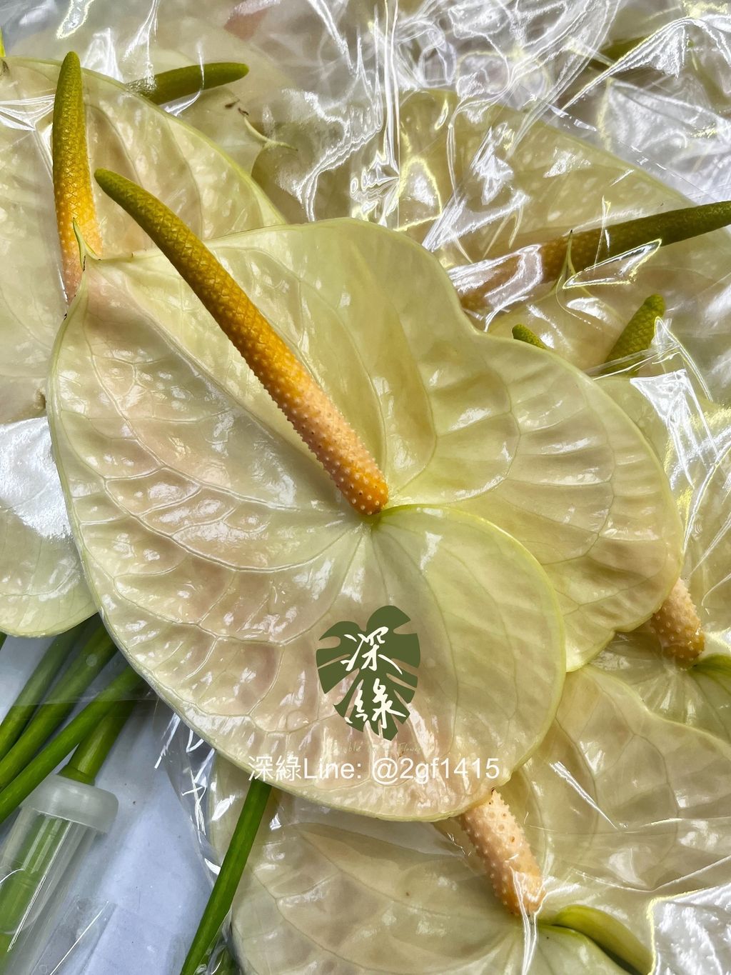 IMG_7870-1740184913563