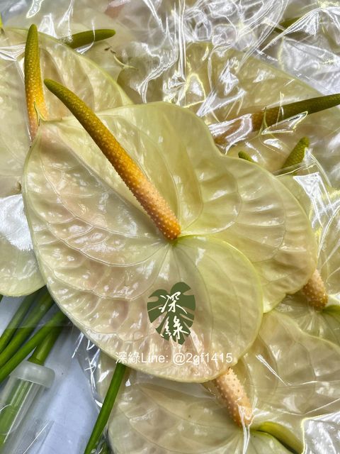 IMG_7870-1740184913563