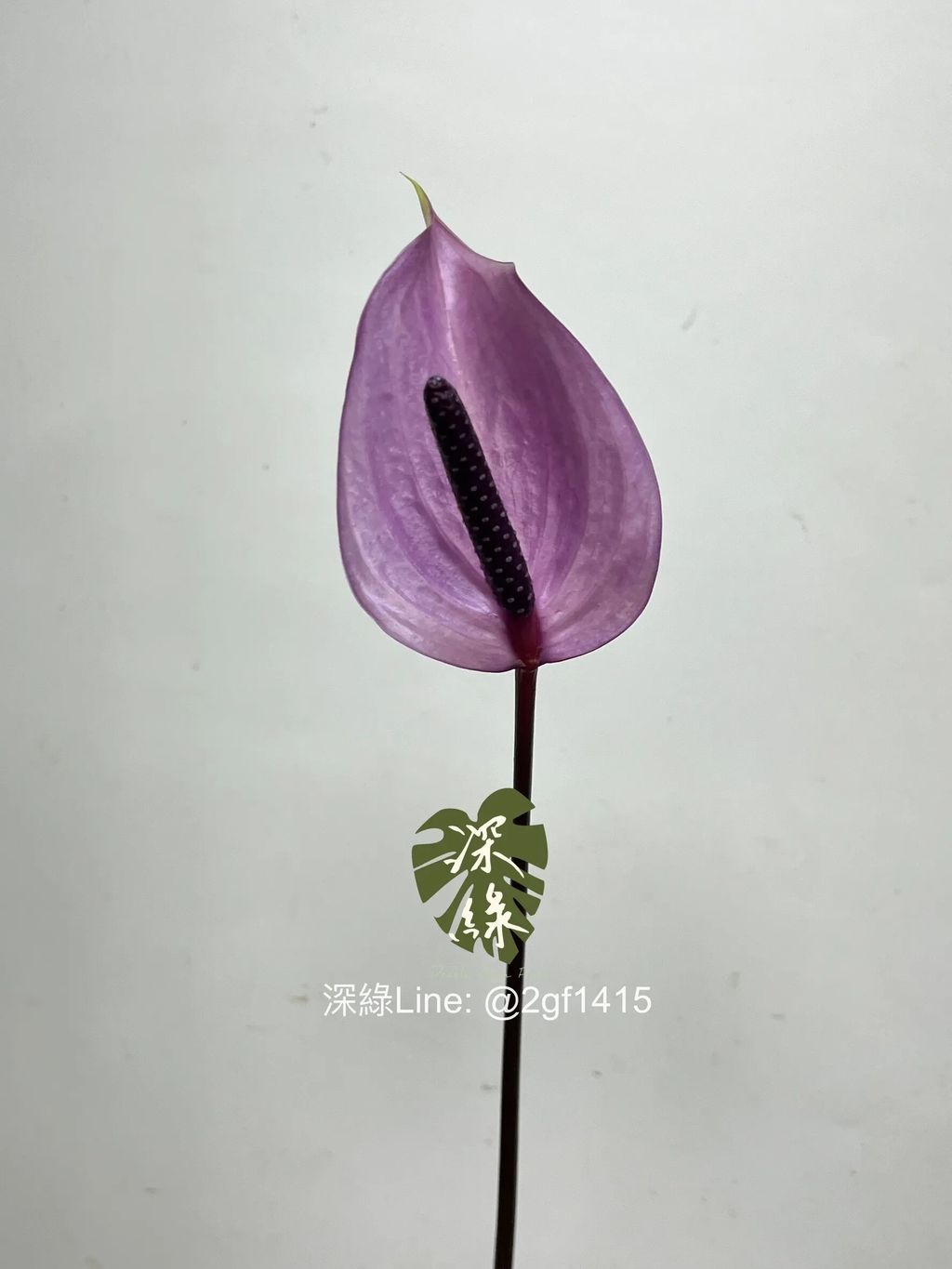 messageImage_1740302919099