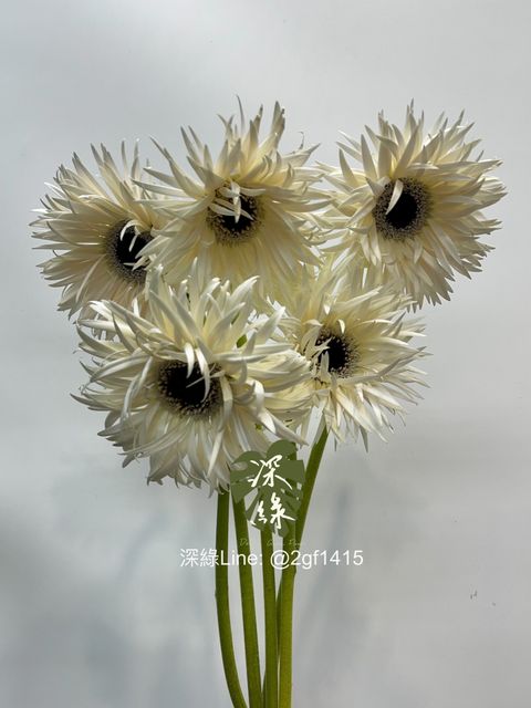 IMG_3742-1740373889722